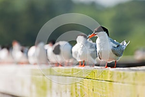 Fosters Tern