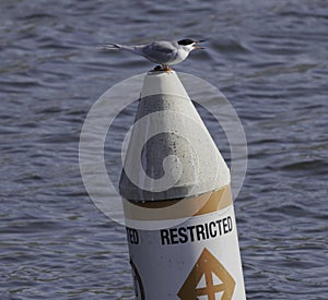 A foster\'s tern on the top of a buoy