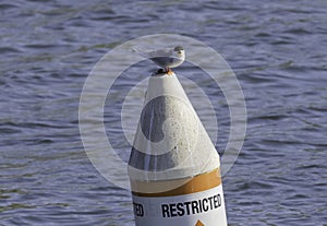 A foster's tern on the top of a buoy