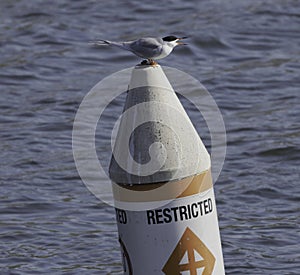 A foster's tern on the top of a buoy