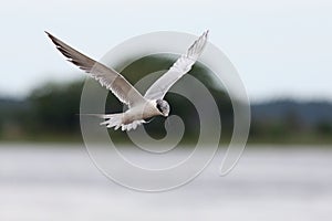 Foster's tern hovering while fishing