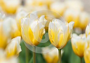 Fosteriana Tulips (Tulipa fosteriana)