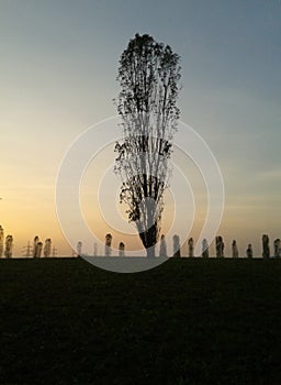 foto albero di cipresso con prospettiva effetto geyser