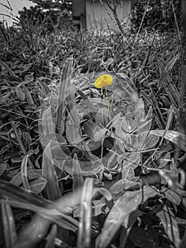 Yellow flowers among the weeds photo