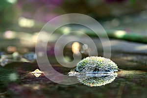Foto of forest floor in the morning. Dew on moss sun flare effect. Anophyte in the water. photo