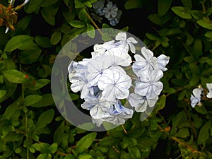 Foto HD de flor blanco marfil natural HD photo of natural white flower