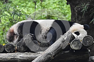 A picture of a white-handed Gibbon. photo