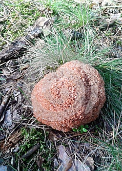 Foto of mushroom looks like cauliflower in natural environment growing in forest photo