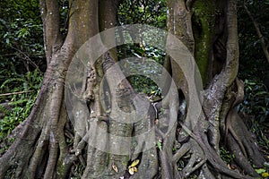 Foto of the trunks of a tree photo
