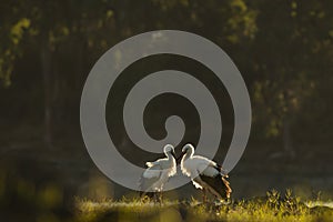 Fotografia de naturaleza