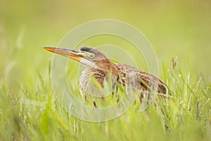 Fotografia de naturaleza photo