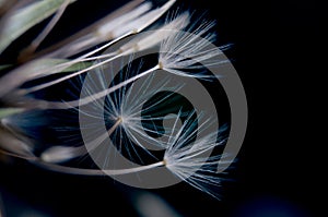 Macro photograph of dandelion seeds photo