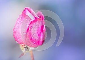 Fotografia macro di un bocciolo di rosa photo