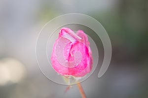 Fotografia macro di un bocciolo di rosa