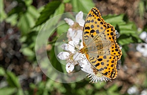 FotografÃÆÃÂ­a macro de una hermosa mariposa Argynnis Pandora duran photo