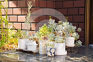 FotografÃÂ­a de una colecciÃÂ³n de pequeÃÂ±as macetas con diferentes plantas photo