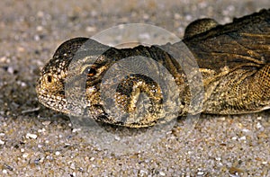 FOUETTE QUEUE D`EGYPTE uromastyx aegyptius