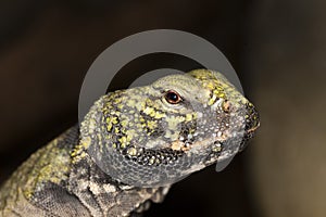 FOUETTE QUEUE uromastyx acanthinurus