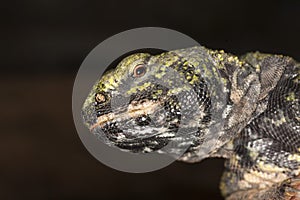 FOUETTE QUEUE uromastyx acanthinurus
