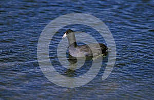 FOULQUE D`AMERIQUE fulica americana