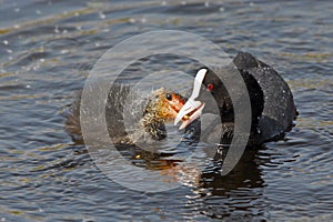 Foulque and his baby