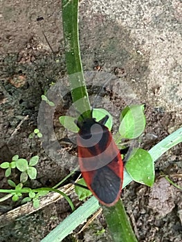 Found in the courtyard on the leaves, an insect, neither a beetle nor a kissing bug, appears to be a Largus sp.