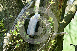 Found geocaching hiding place with a cache in a box in a tree