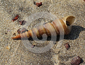Tower shells on kokan beach india photo