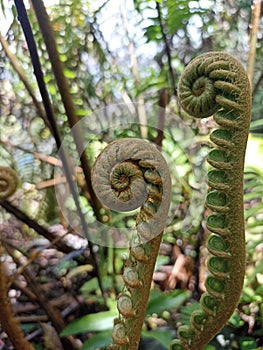 giant Polypodiophyta in forest volcano Banda Neira photo