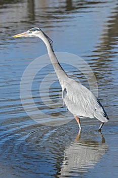 Found in most of North America, the Great Blue Heron is the largest bird in the Heron family