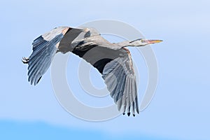 Found in most of North America, the Great Blue Heron is the largest bird in the Heron family