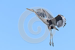 Found in most of North America, the Great Blue Heron is the largest bird in the Heron family