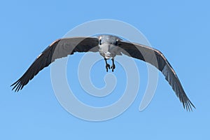 Found in most of North America, the Great Blue Heron is the largest bird in the Heron family