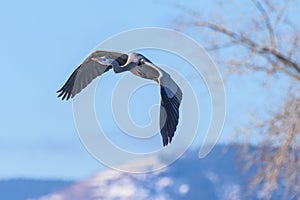 Found in most of North America, the Great Blue Heron is the largest bird in the Heron family