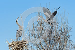 Found in most of North America, the Great Blue Heron is the largest bird in the Heron family