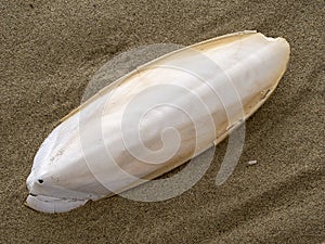 Found, natural Cuttlefish bone aka cuttlebone, the internal shell of cephalopod. On sand. Fed to pet birds. photo