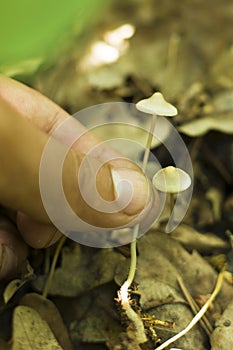 Magic mushrooms `psilocybe semilanceata`wild mushrooms containing psilocybin turning into psilocin photo
