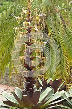 A palm tree growing in a zoo photo