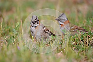 Rufous-collared Sparrows in Santiago, Chile photo