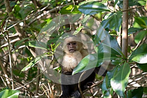 White face Capuchin Monkey Costa Rica