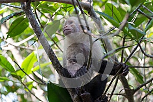 White face Capuchin Monkey Costa Rica