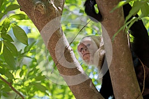 White face Capuchin Monkey Costa Rica