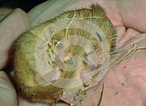 Common or hazel dormouse Muscardinus avellanarius