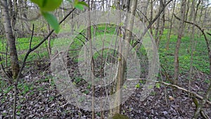 the foundation of an old manor house in the woods