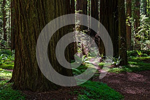 Founder`s Grove in Humboldt Redwoods State Park, California