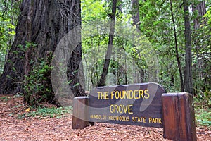 Founders Grove in Humboldt Redwoods State Park