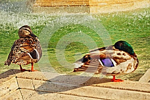 Fountain birds Vatican