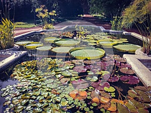 fountain in the botanical garden in buenos aires argentina.