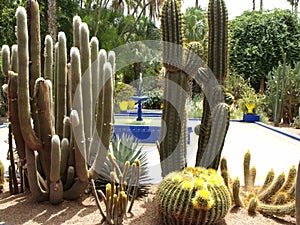 Fountain and captus of the Jardin Majorell created by Yves Saint Laurent in Marrakech. Morocco photo