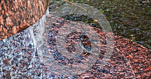 Fountain in the city of Nitra, in Slovakia. Sparrow bathes in drops of water. from the fountain. Center of the old town